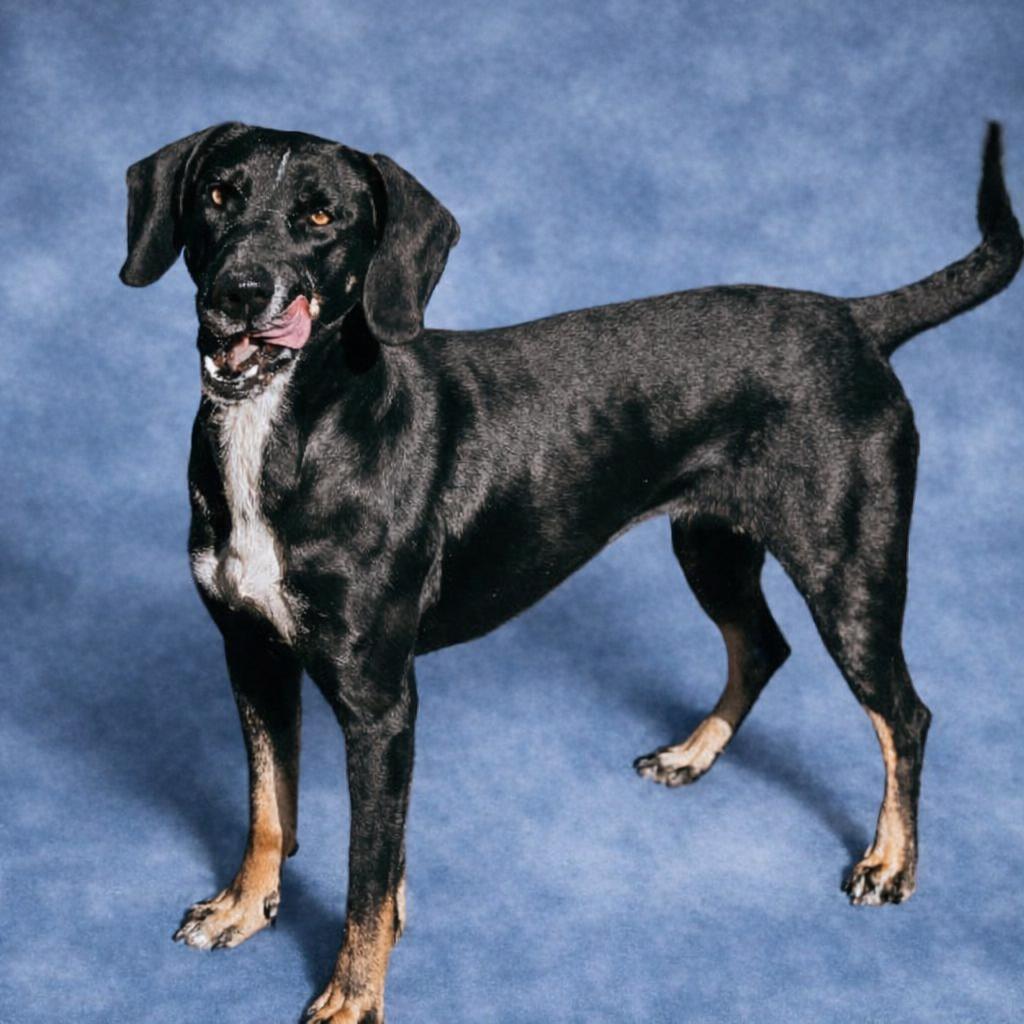 Enlarge Fern, a Adoptable mixed breed in Donalsonville, GA image 4/6