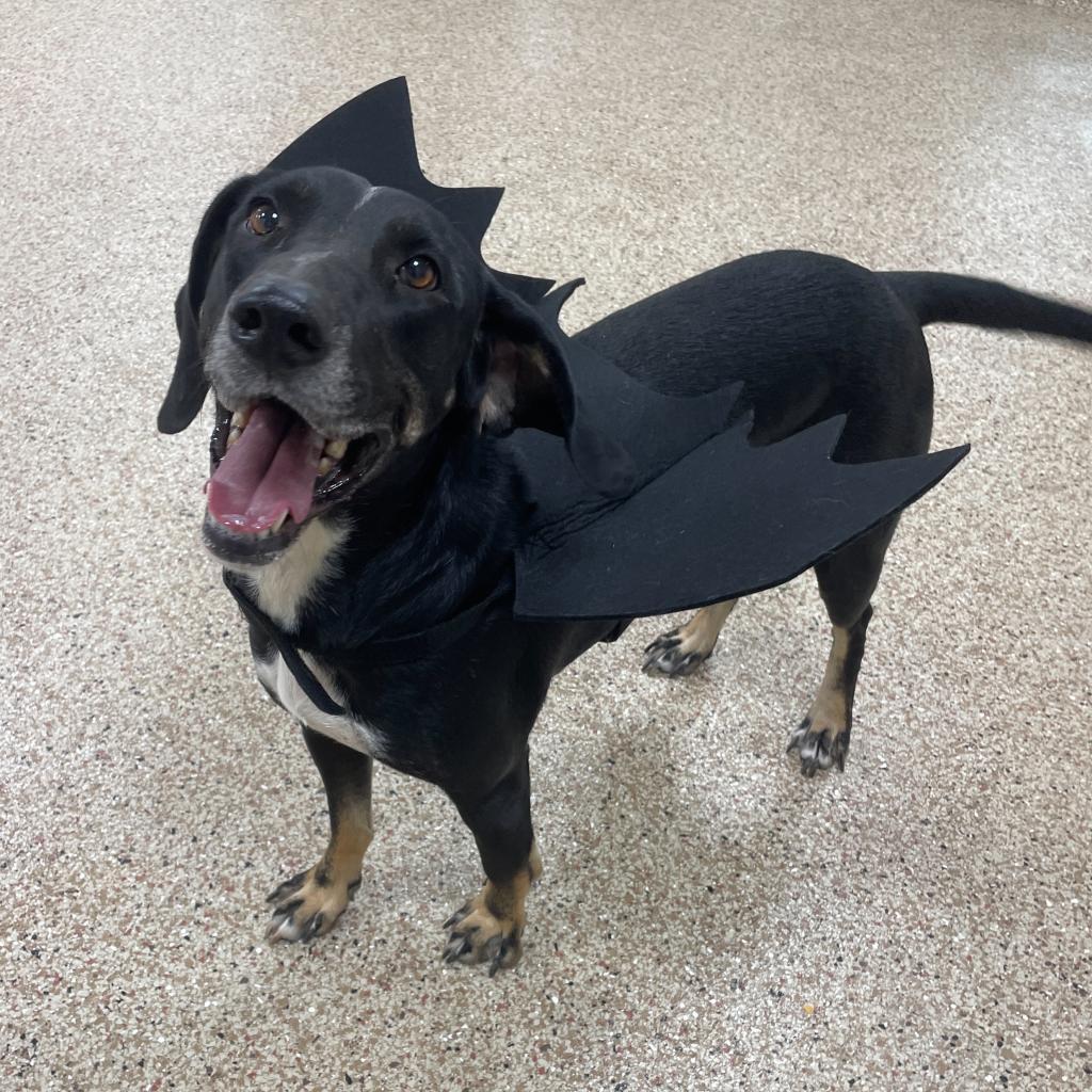 Enlarge Fern, a Adoptable mixed breed in Donalsonville, GA image 6/6