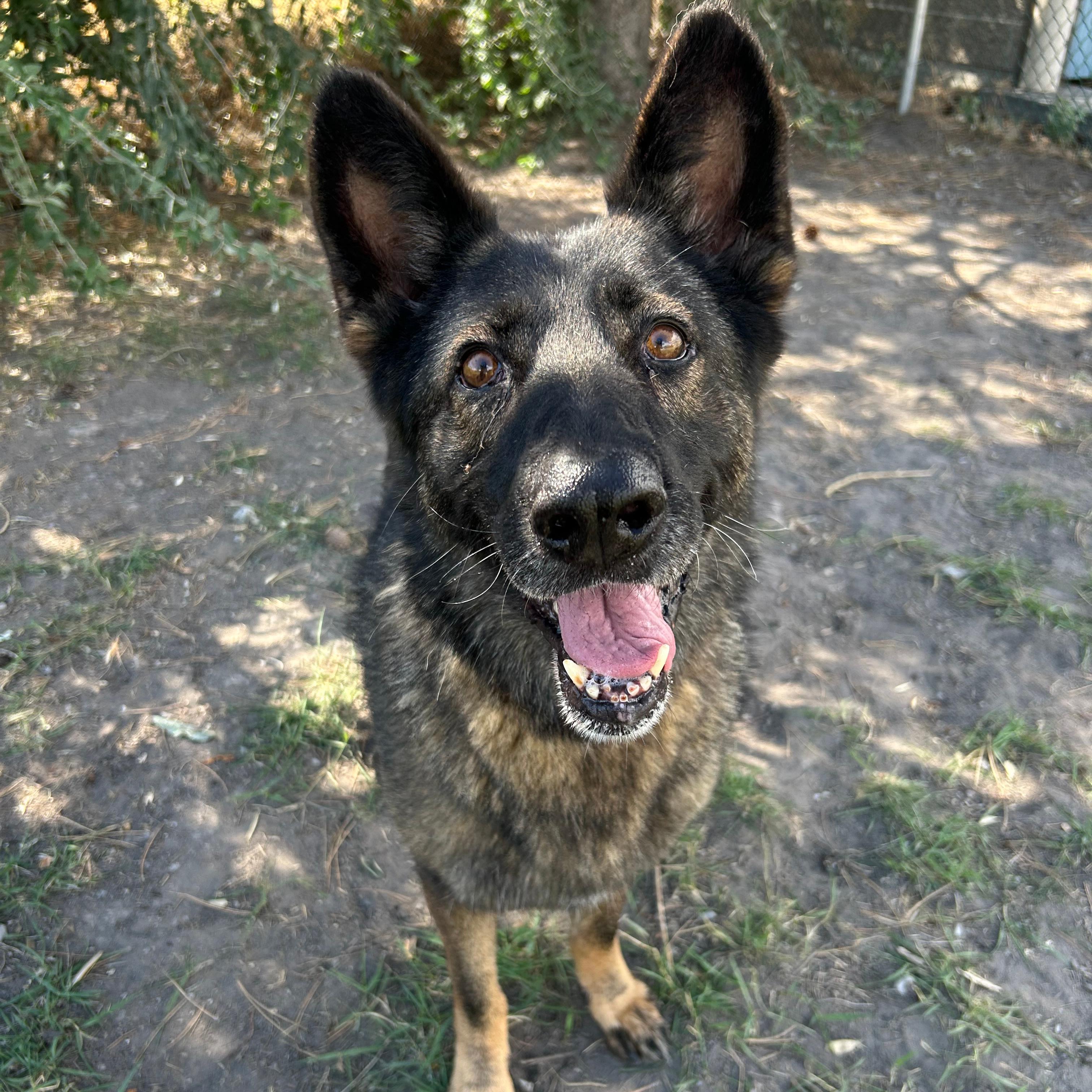 Enlarge Sasha, a Adoptable mixed breed in Lindon, UT image 3/6