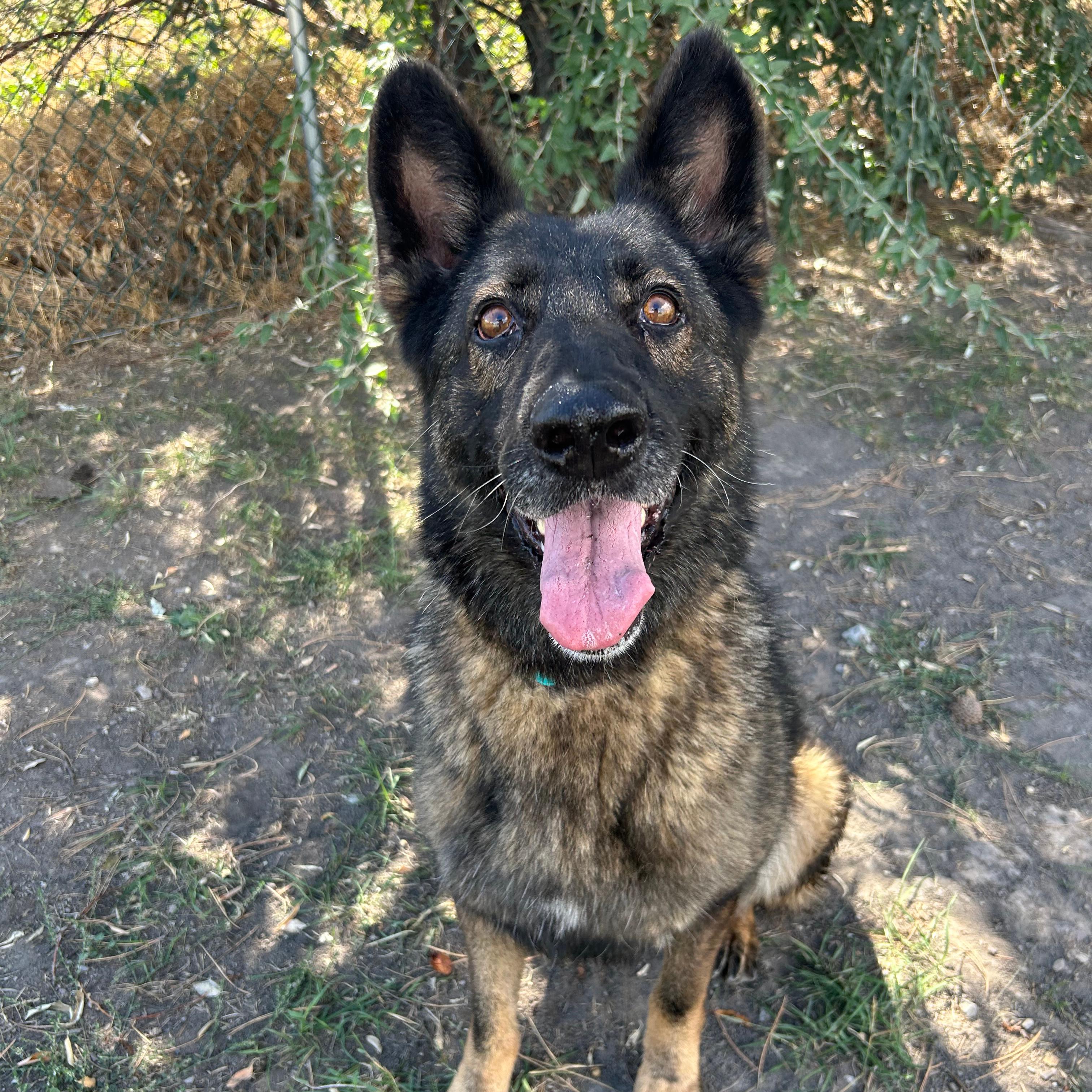 Enlarge Sasha, a Adoptable mixed breed in Lindon, UT image 2/6