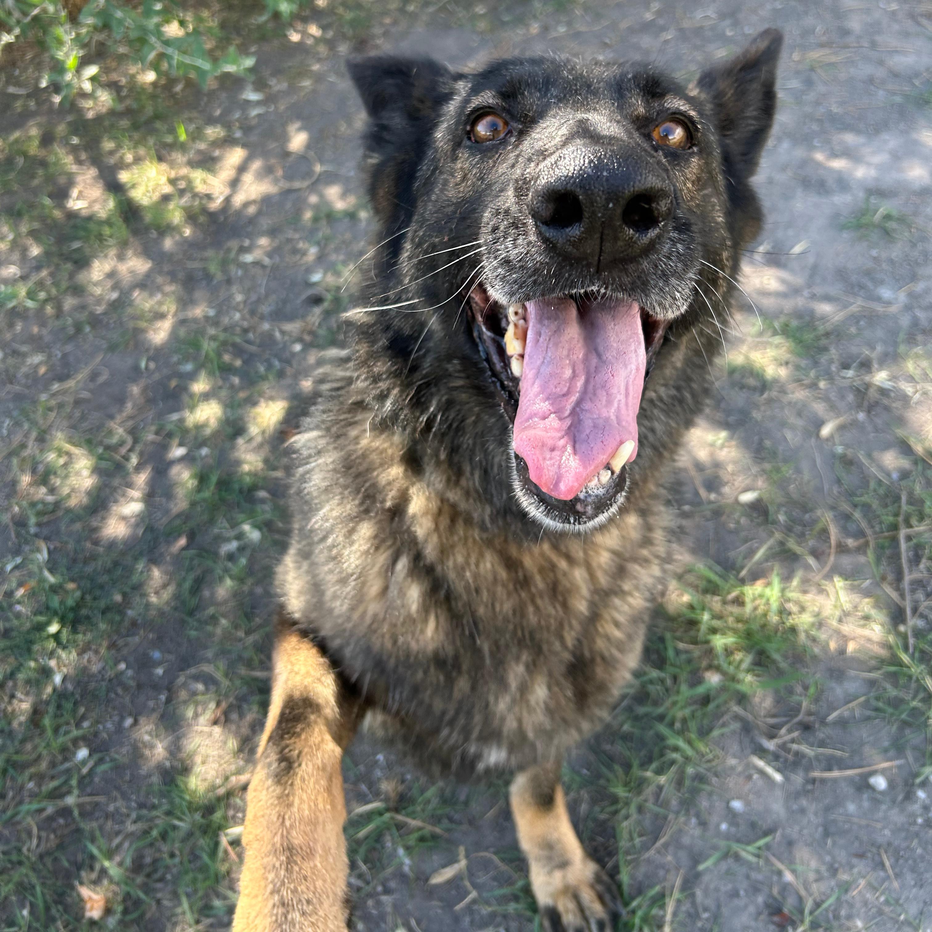 Enlarge Sasha, a Adoptable mixed breed in Lindon, UT image 6/6