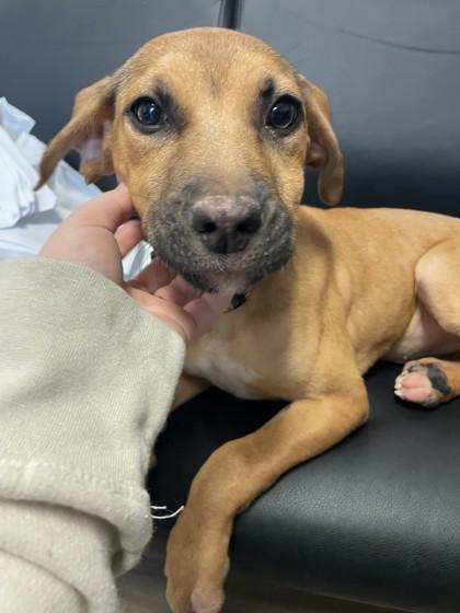 Majesty, Adoptable, Young Female Hound & Mixed Breed.