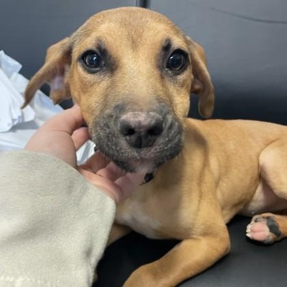 Enlarge Majesty, a Adoptable mixed breed in Lawrenceville, GA image 1/1