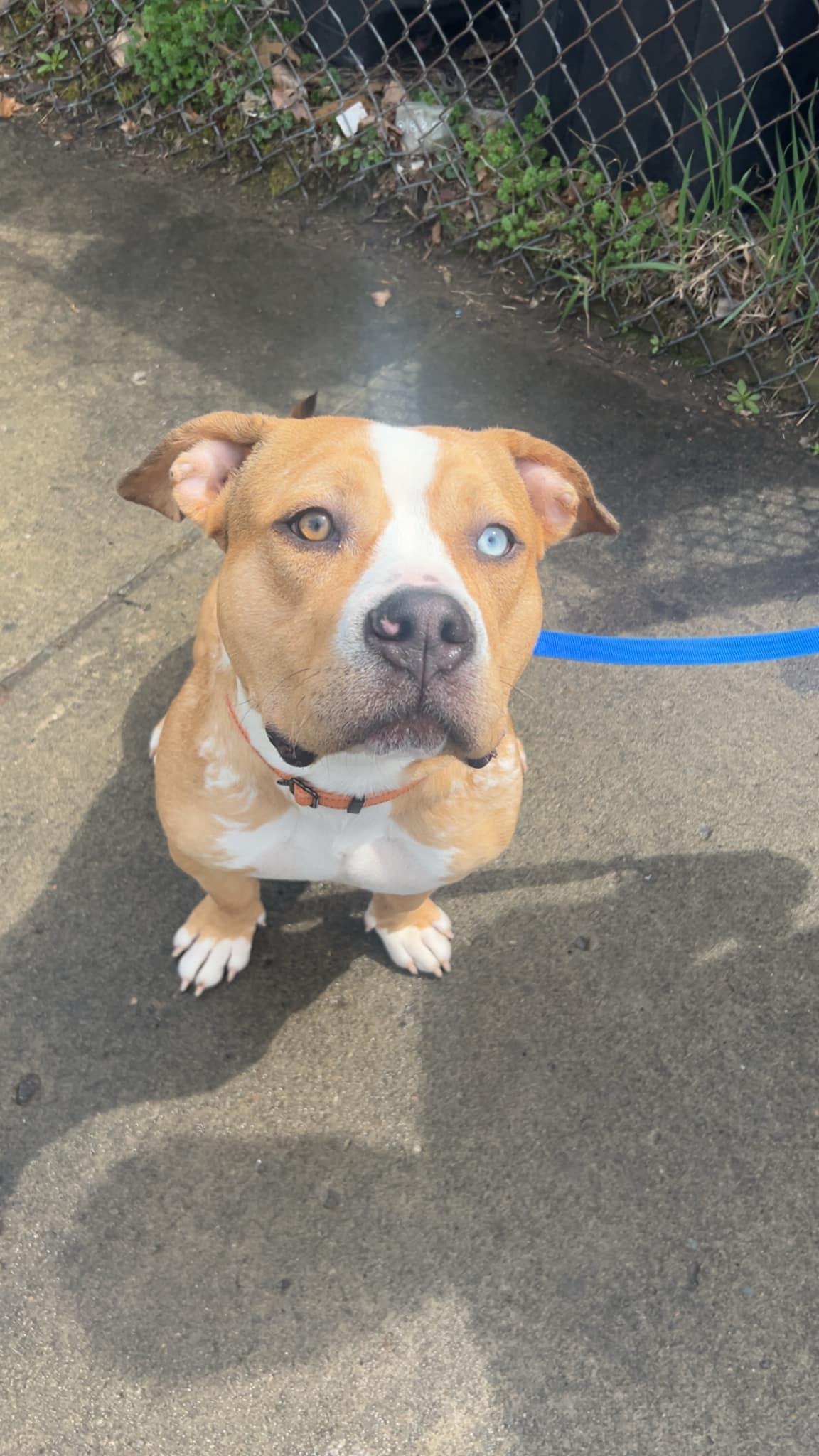 Charlie, a Adoptable mixed breed in Binghamton, NY image 4/4