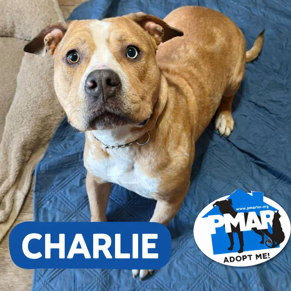 Enlarge Charlie, a Adoptable mixed breed in Binghamton, NY image 1/5