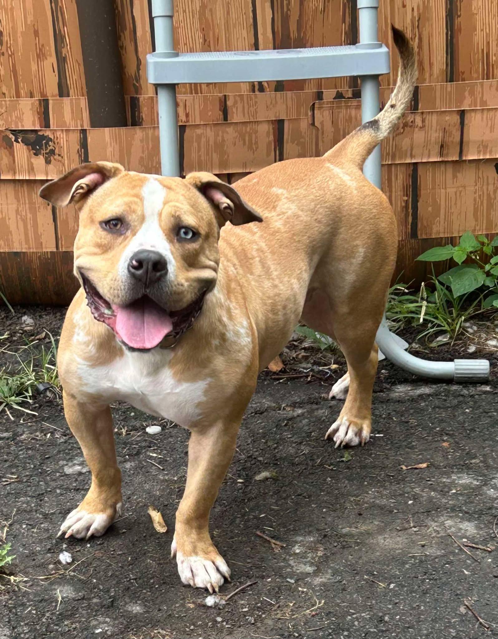 Charlie, a Adoptable mixed breed in Binghamton, NY image 2/4