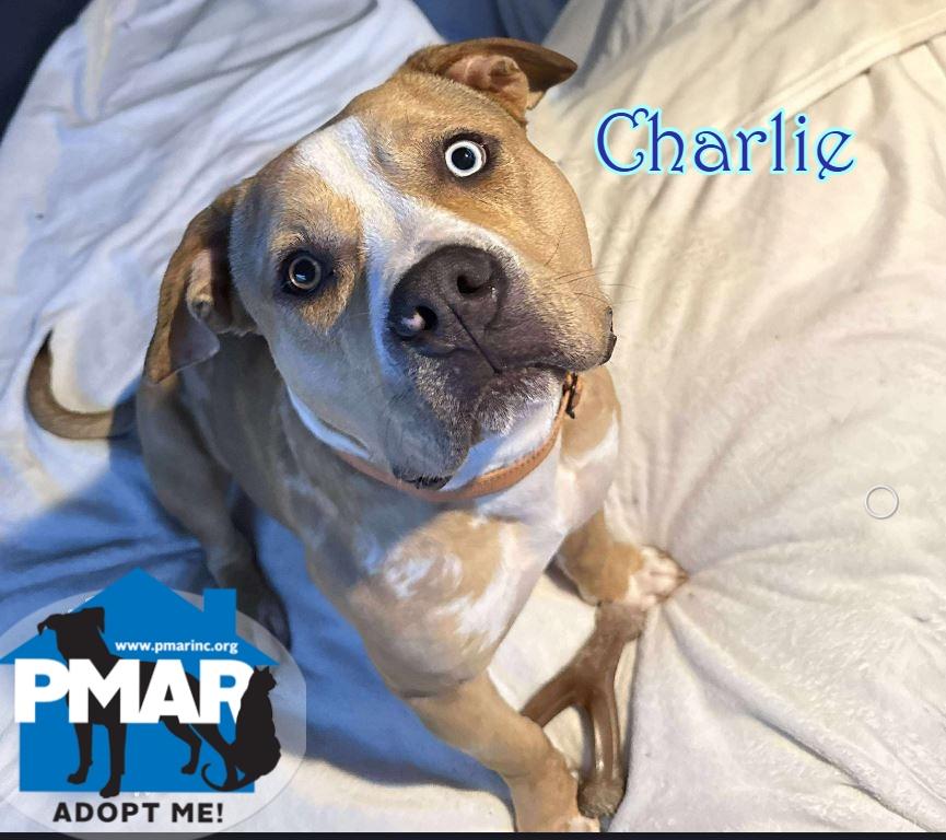 Charlie, Adoptable, Adult Male Pit Bull Terrier.