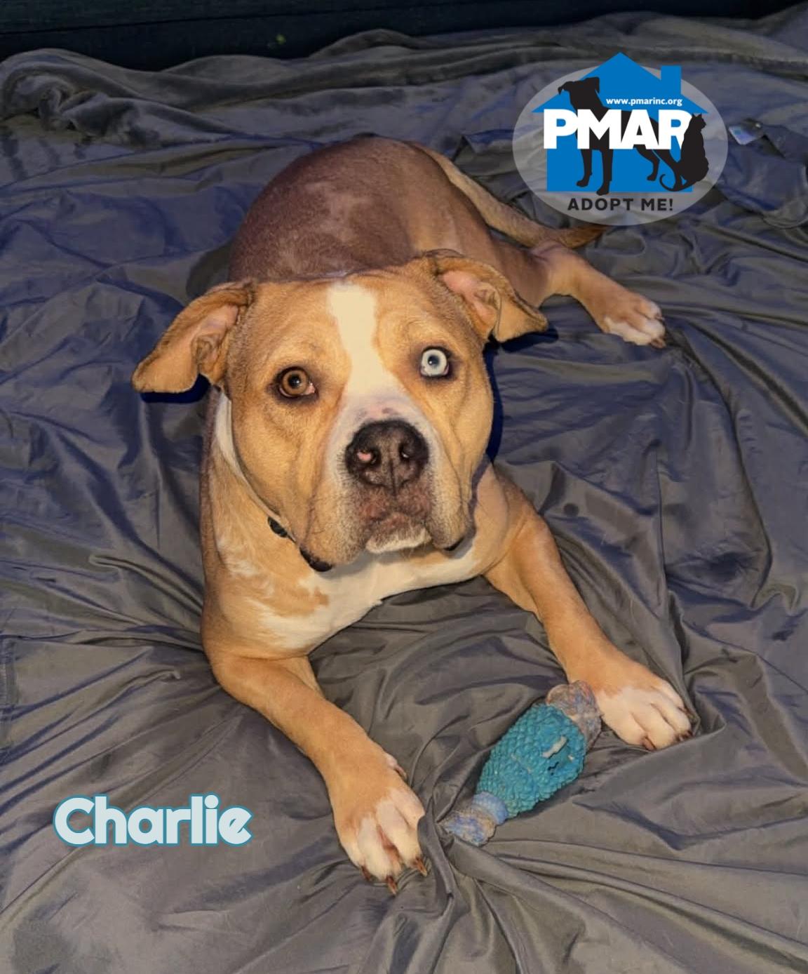 Enlarge Charlie, a Adoptable mixed breed in Binghamton, NY image 1/5