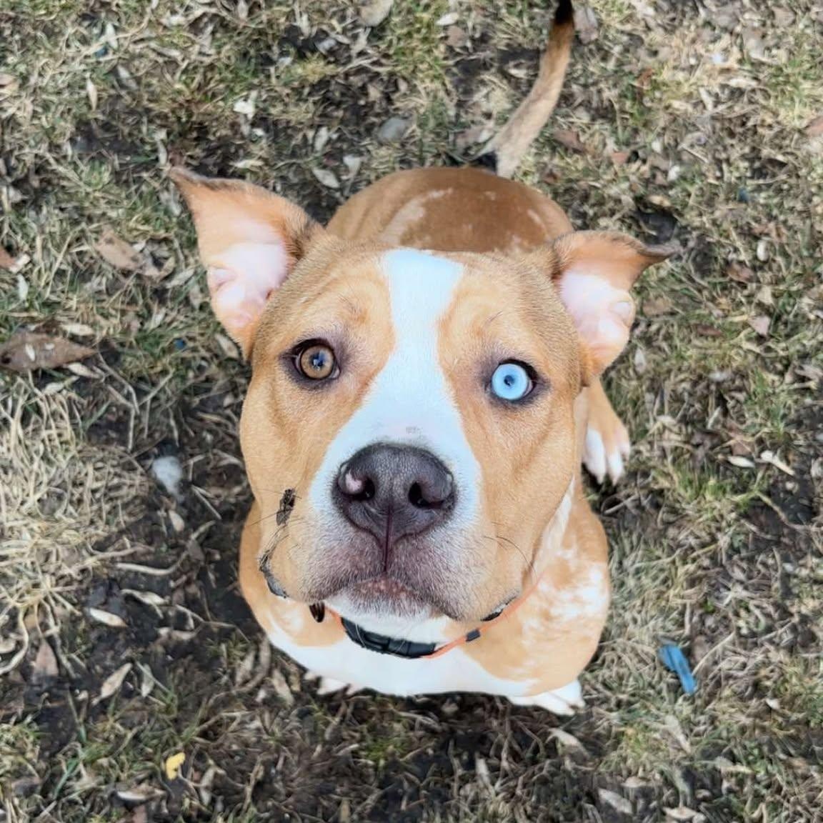 Charlie, a Adoptable mixed breed in Binghamton, NY image 3/4