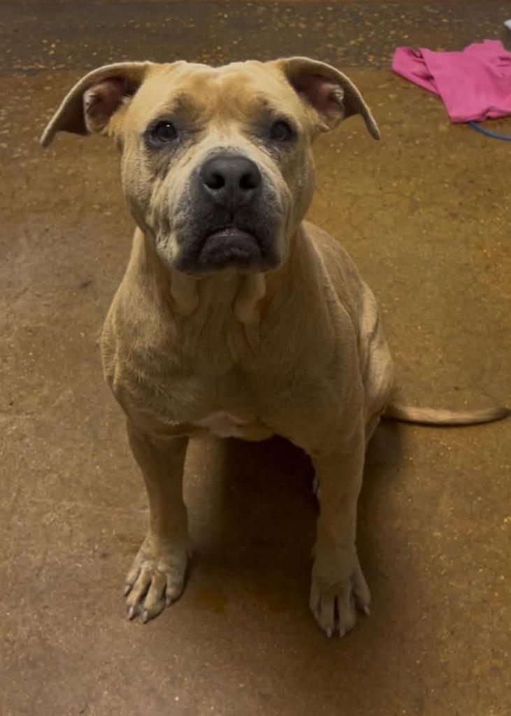 Enlarge Princess Pittie, a Adoptable Pit Bull Terrier in Waverly, TN image 1/3