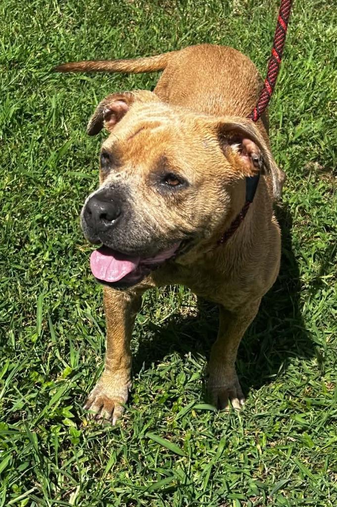 Enlarge Princess Pittie, a Adoptable Pit Bull Terrier in Waverly, TN image 2/3