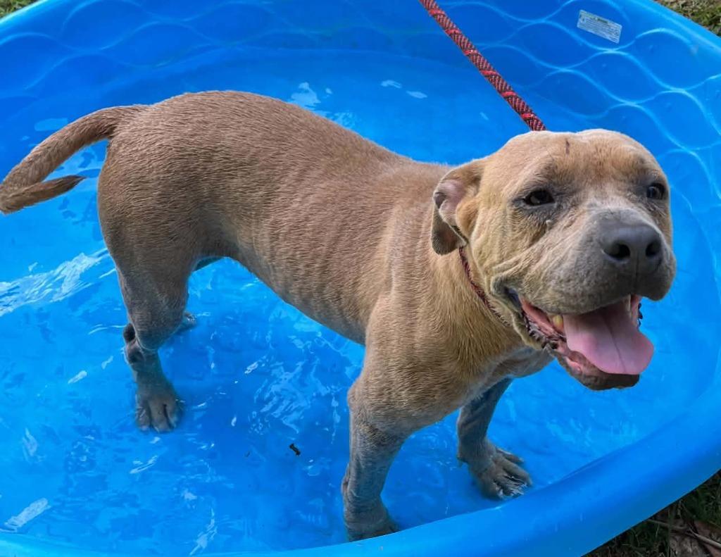 Enlarge Princess Pittie, a Adoptable Pit Bull Terrier in Waverly, TN image 3/3