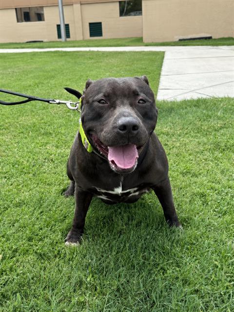NANTUCKET, Adoptable, Young Male American Bulldog.