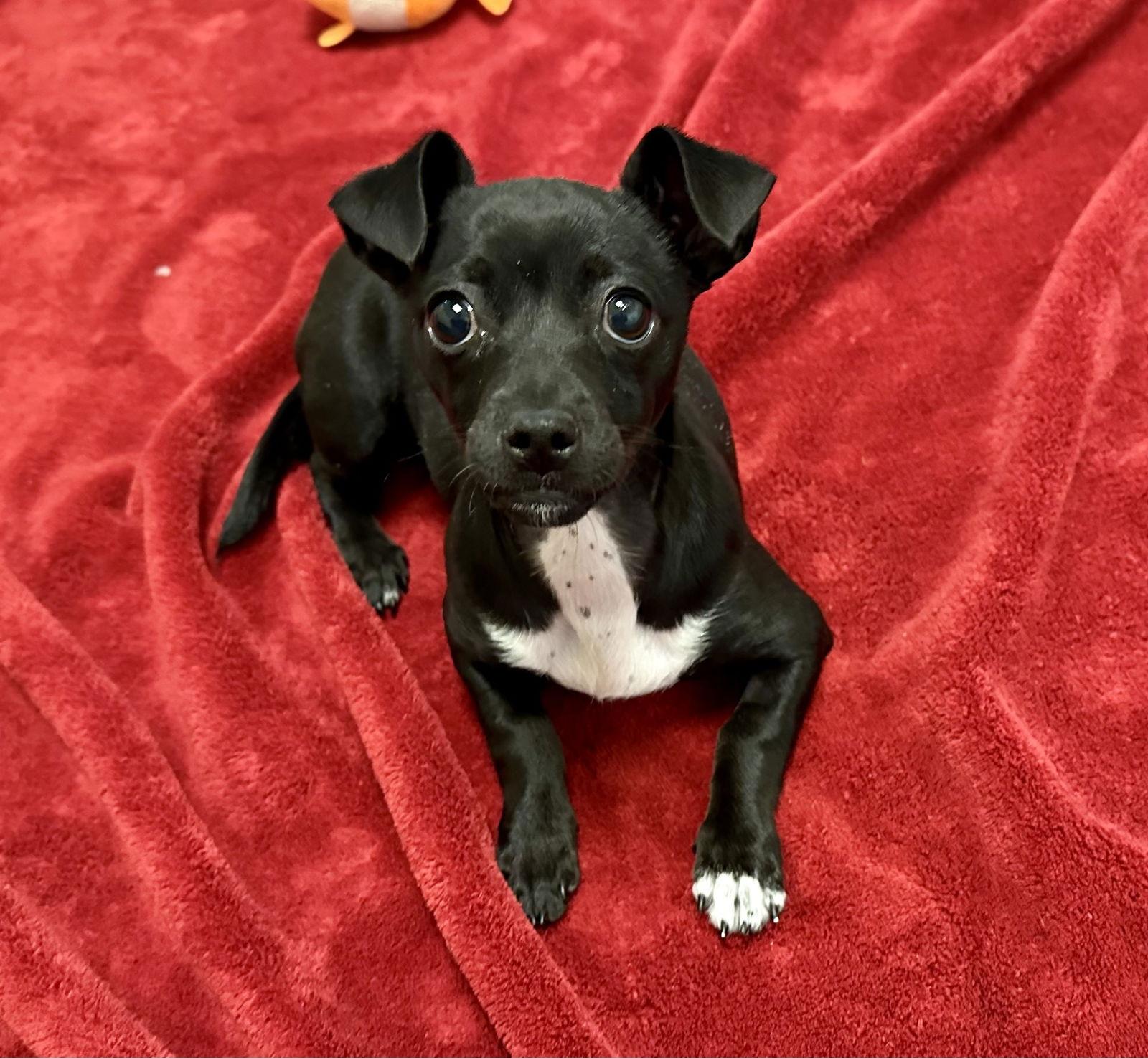 Dottie the Puppy!, Adopted, Puppy Female Chihuahua.