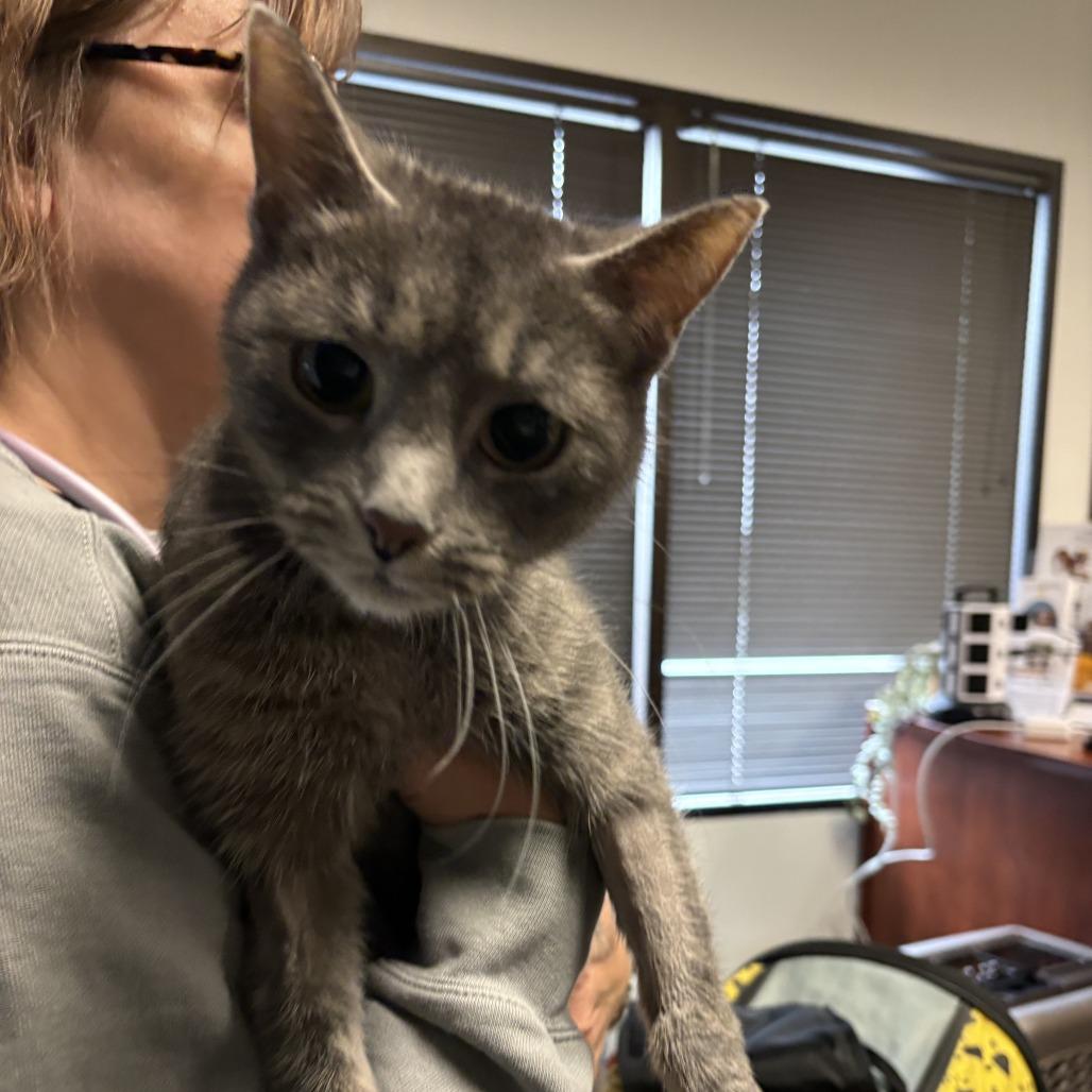 Gumball, Adoptable, Senior Female Domestic Short Hair.