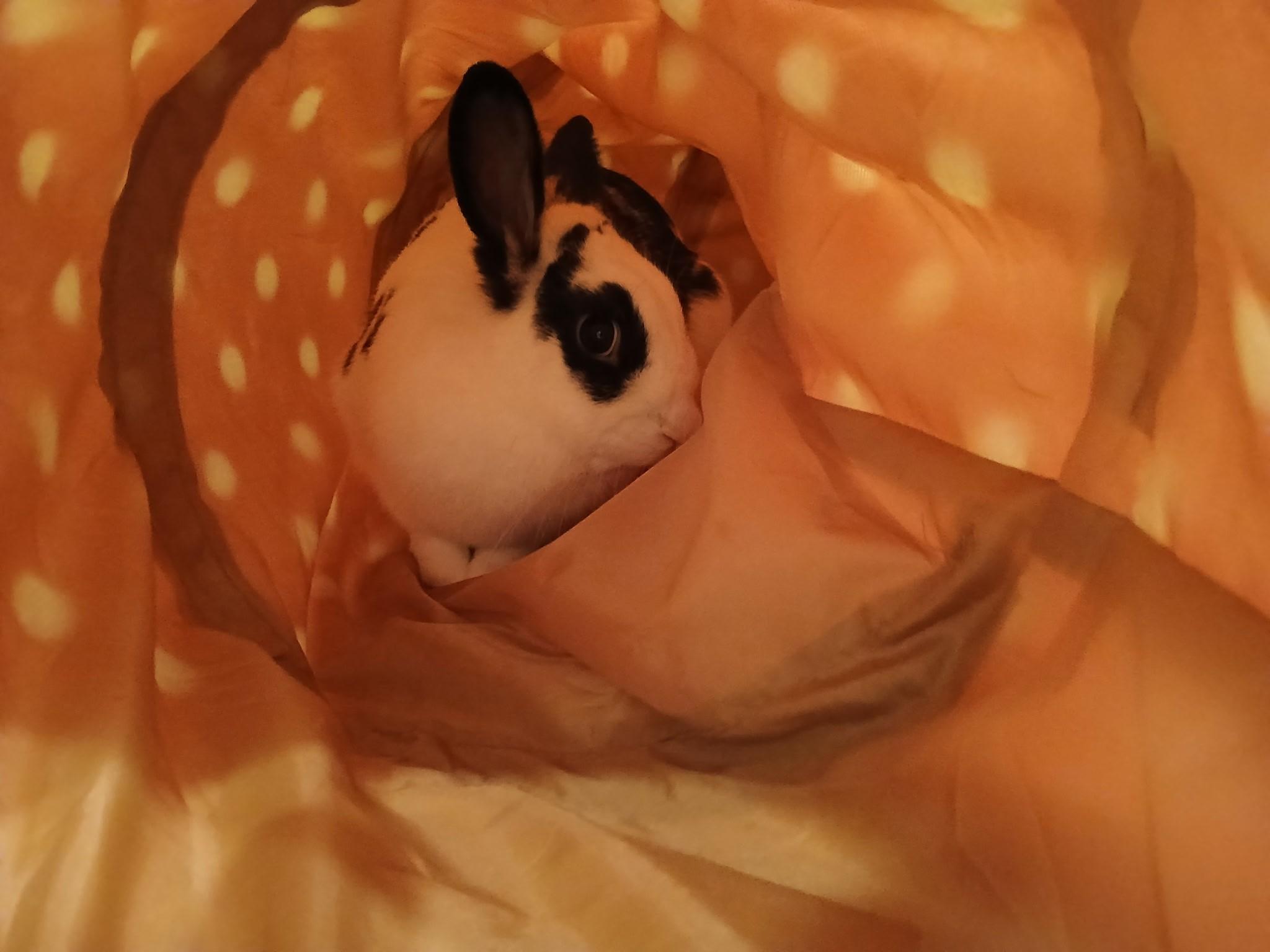 Enlarge Rocky, a Adoptable mixed breed in Carnation, WA image 3/3