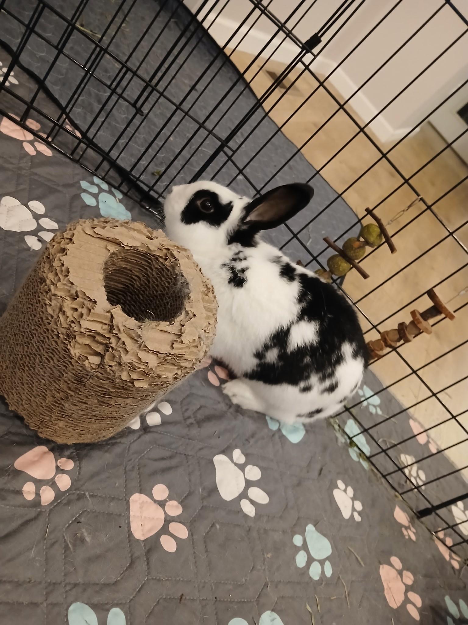 Enlarge Rocky, a Adoptable mixed breed in Carnation, WA image 2/3