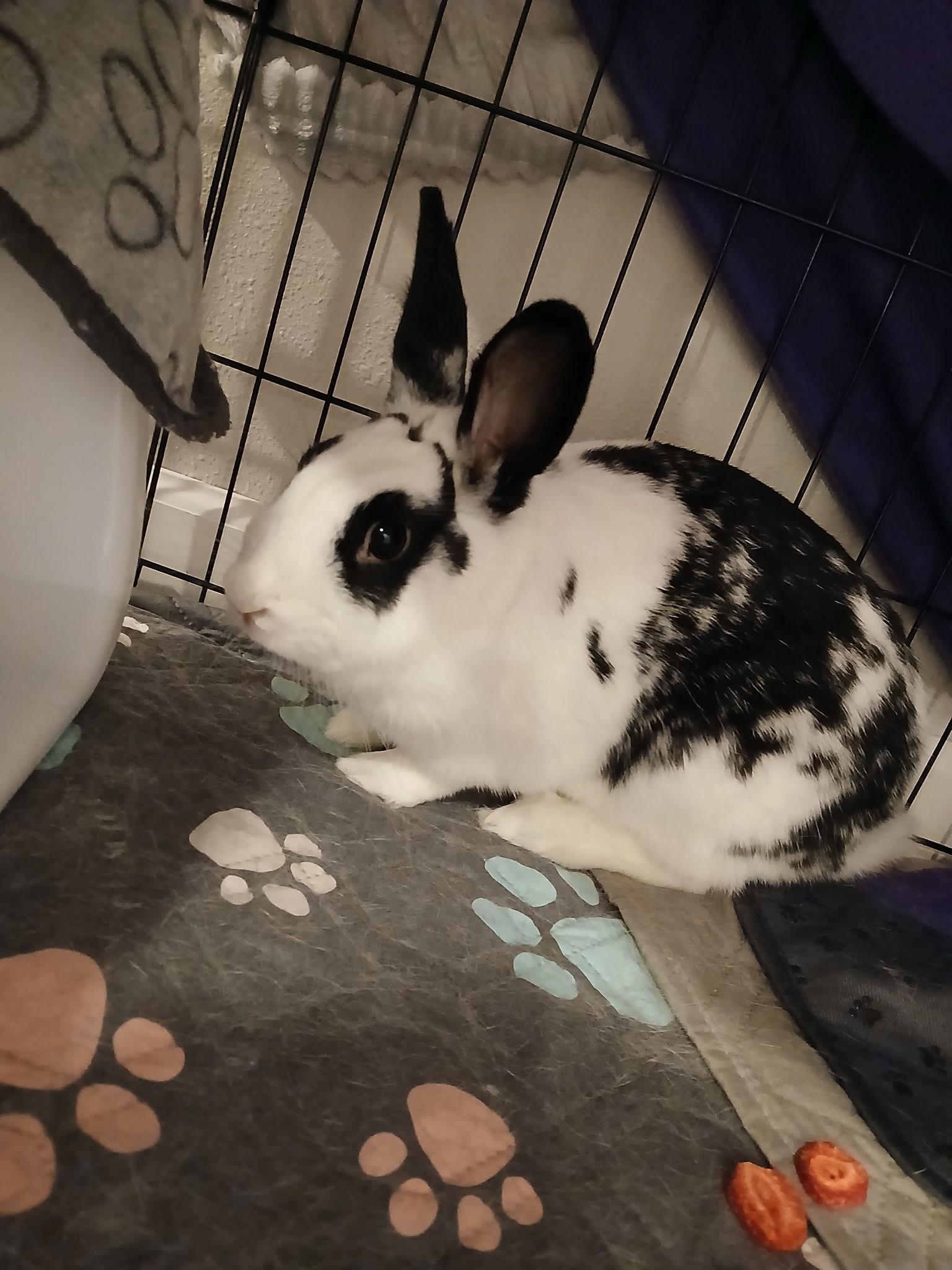 Rocky, Adoptable, Adult Female English Spot.