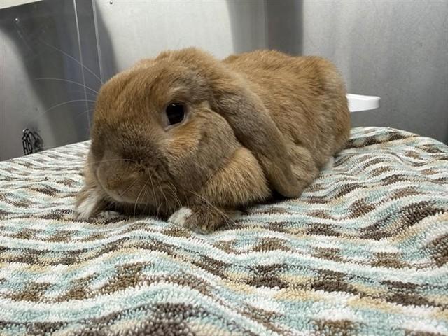 Enlarge COOKIE, a Adoptable Holland Lop in Fairbanks, AK image 1/1
