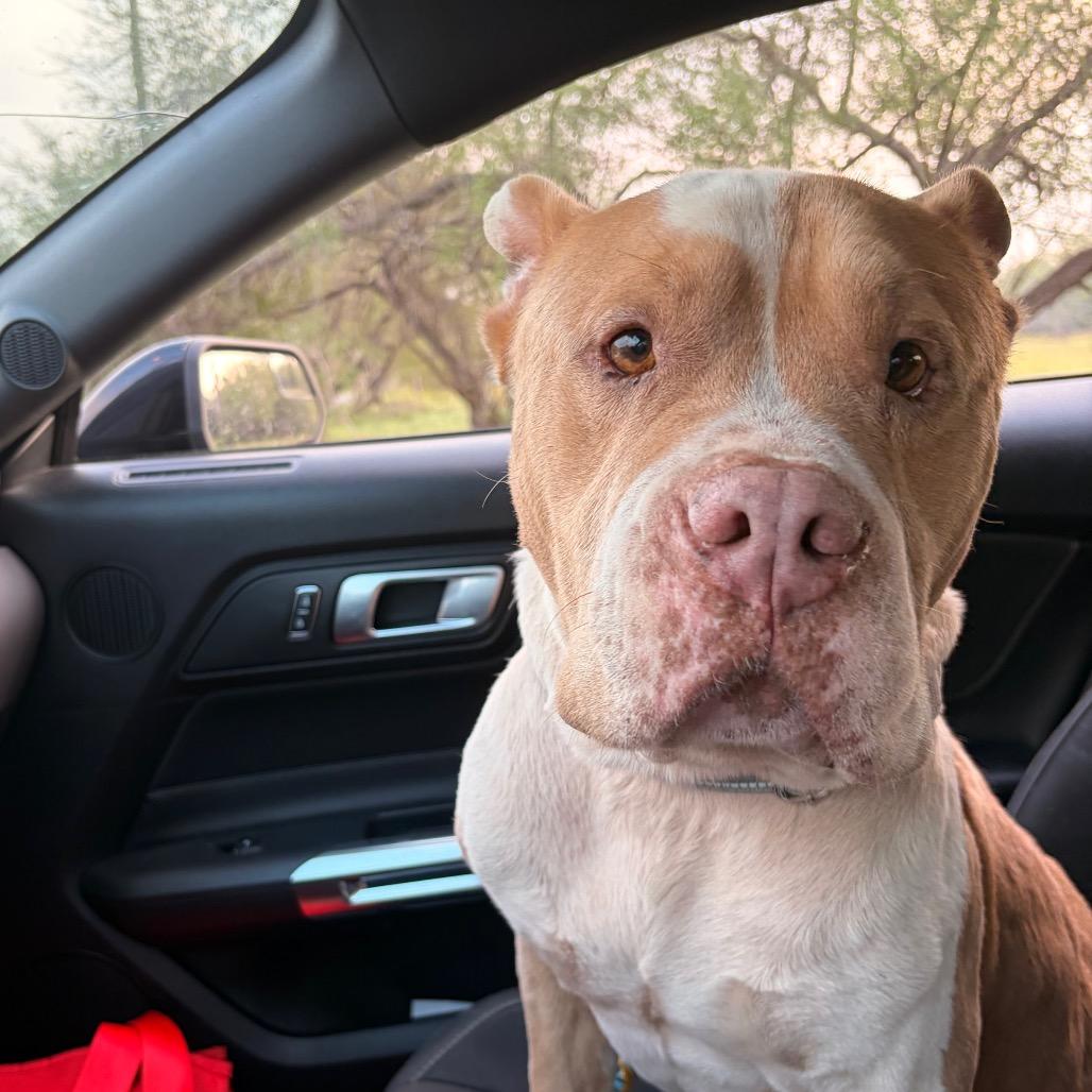 Chico, Adoptable, Senior Male American Bulldog.