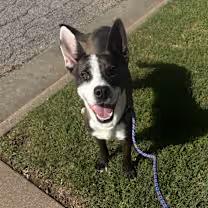 Enlarge Buddy, a Adoptable mixed breed in Wichita Falls, TX image 1/4