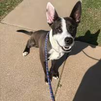 Enlarge Buddy, a Adoptable mixed breed in Wichita Falls, TX image 2/4