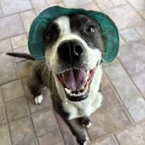 Enlarge Buddy, a Adoptable mixed breed in Wichita Falls, TX image 3/4