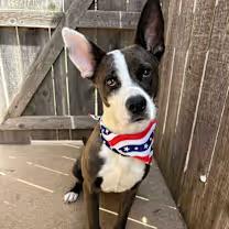 Enlarge Buddy, a Adoptable mixed breed in Wichita Falls, TX image 4/4