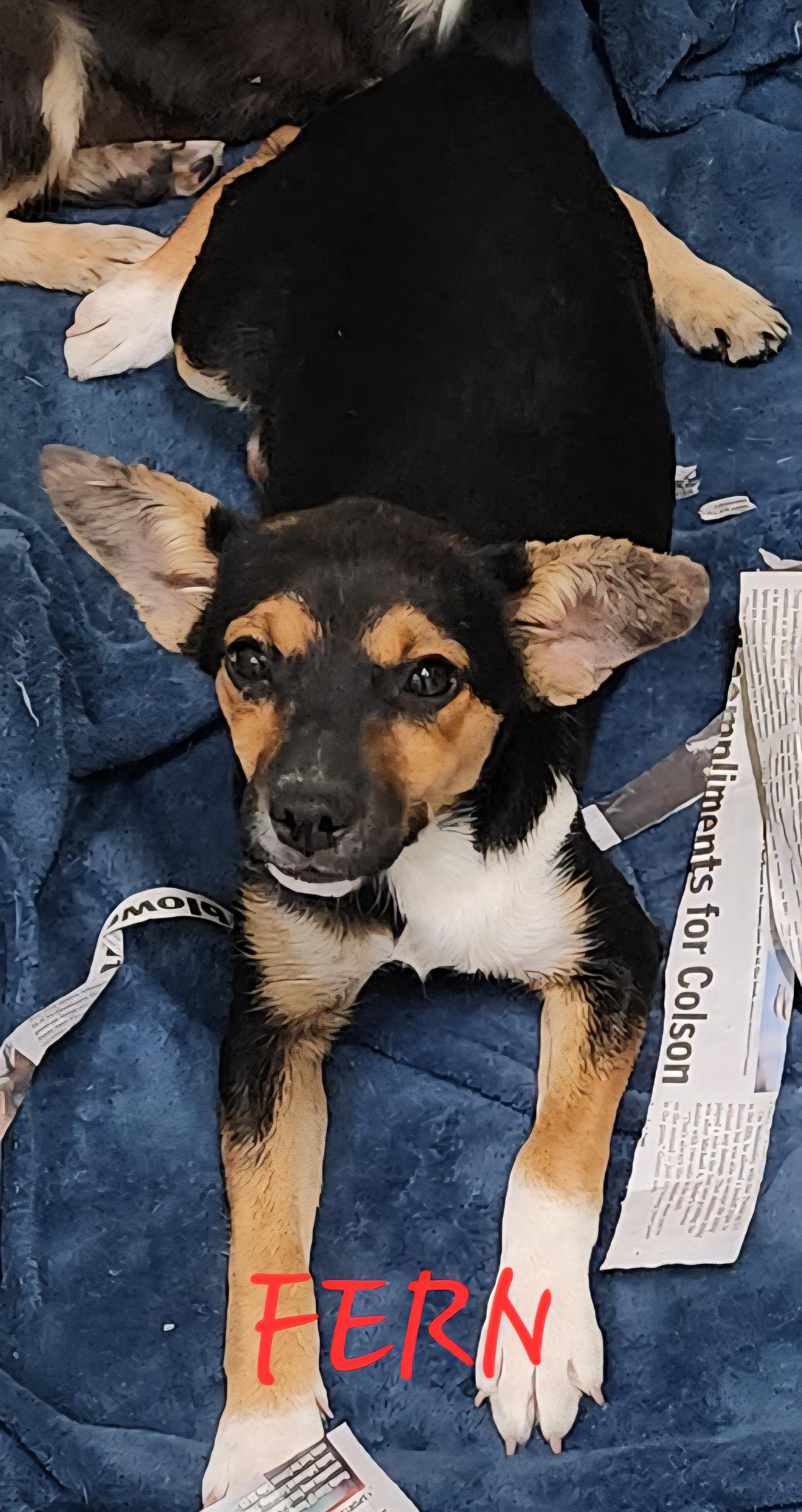 Fern, an adoptable Aussiedoodle, Corgi in Momence, IL, 60954 | Photo Image 1