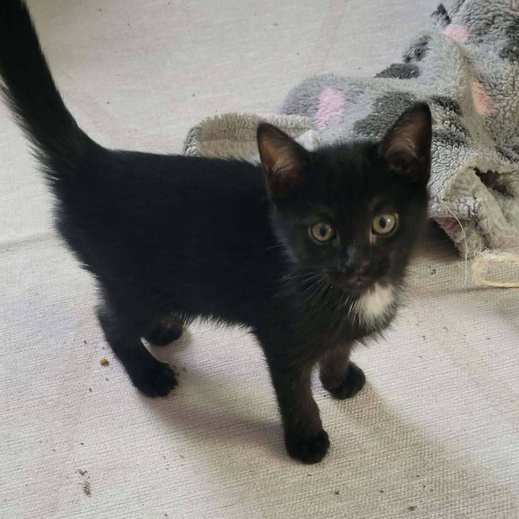 Ned $150, Adoptable, Kitten Male Domestic Short Hair.