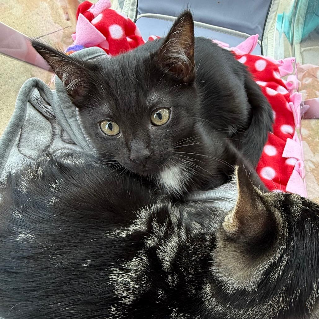 Ned $150, Adoptable, Kitten Male Domestic Short Hair.