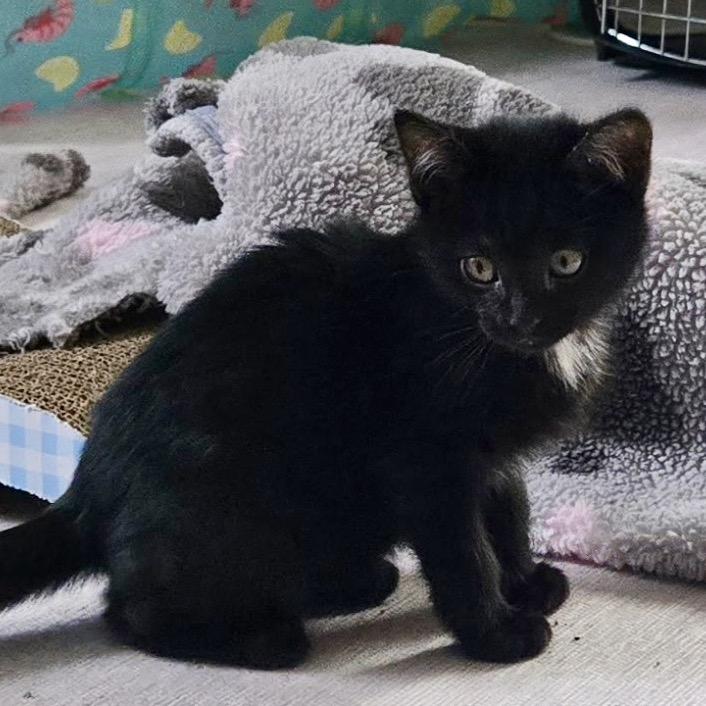 Ned $150, a Adoptable Domestic Short Hair in Milwaukee, WI image 2/4