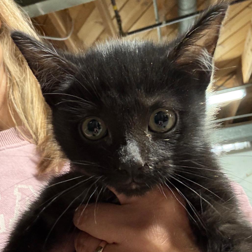 Ned $150, a Adoptable Domestic Short Hair in Milwaukee, WI image 3/4