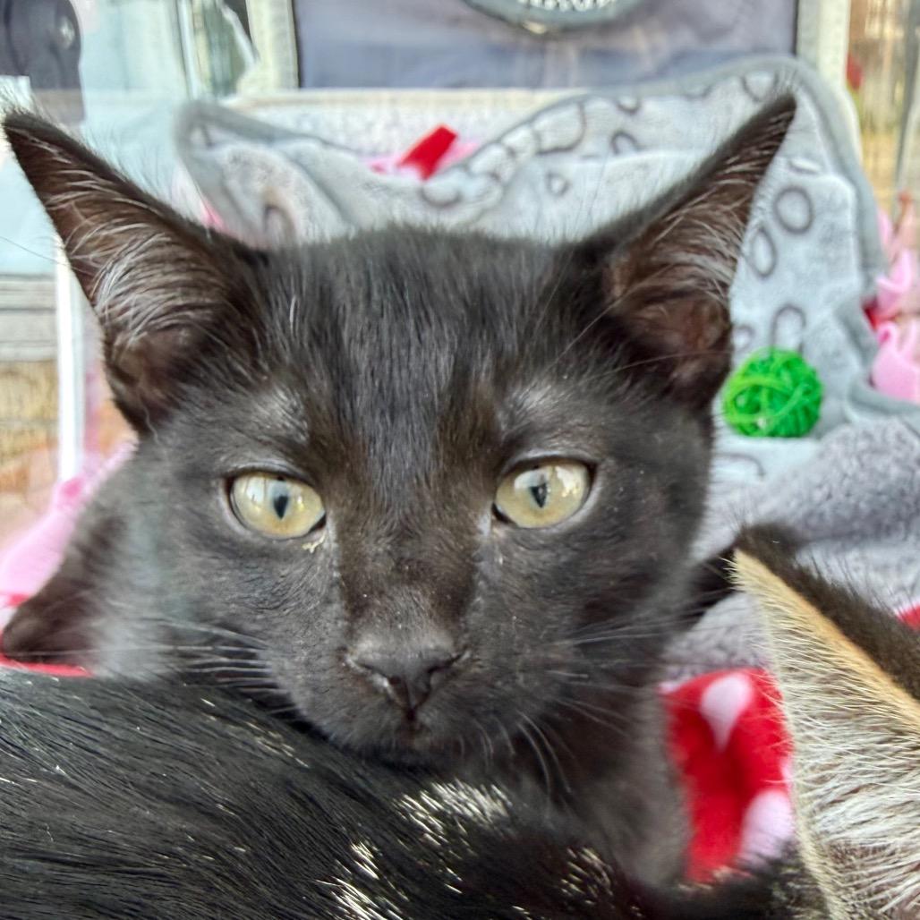 Ned $150, a Adoptable Domestic Short Hair in Milwaukee, WI image 3/3
