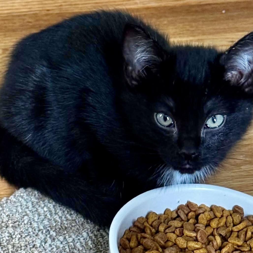 Ned $150, a Adoptable Domestic Short Hair in Milwaukee, WI image 4/4