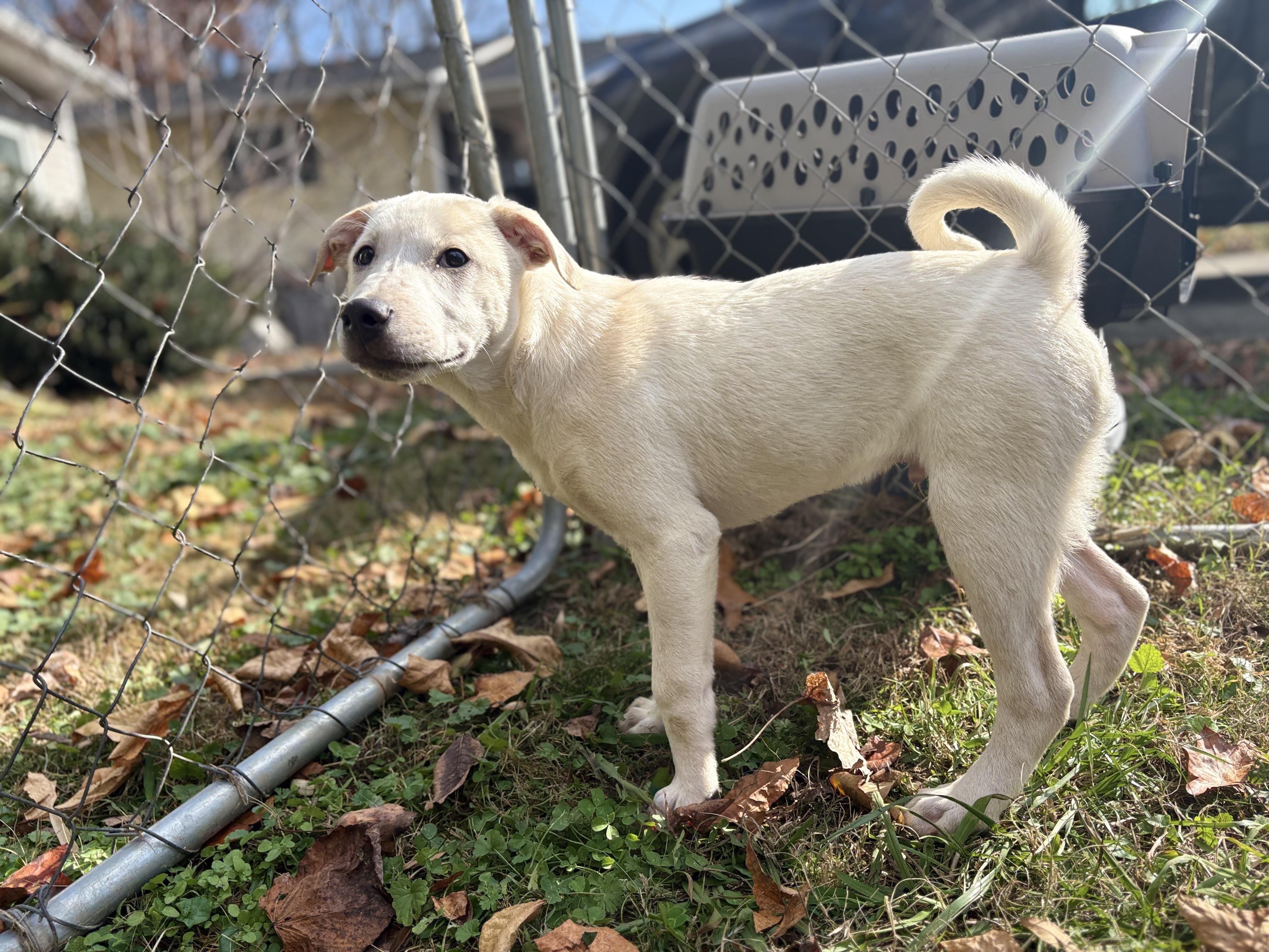 Enlarge Cotton Tail, a Adoptable mixed breed in Oak Ridge, TN image 1/4