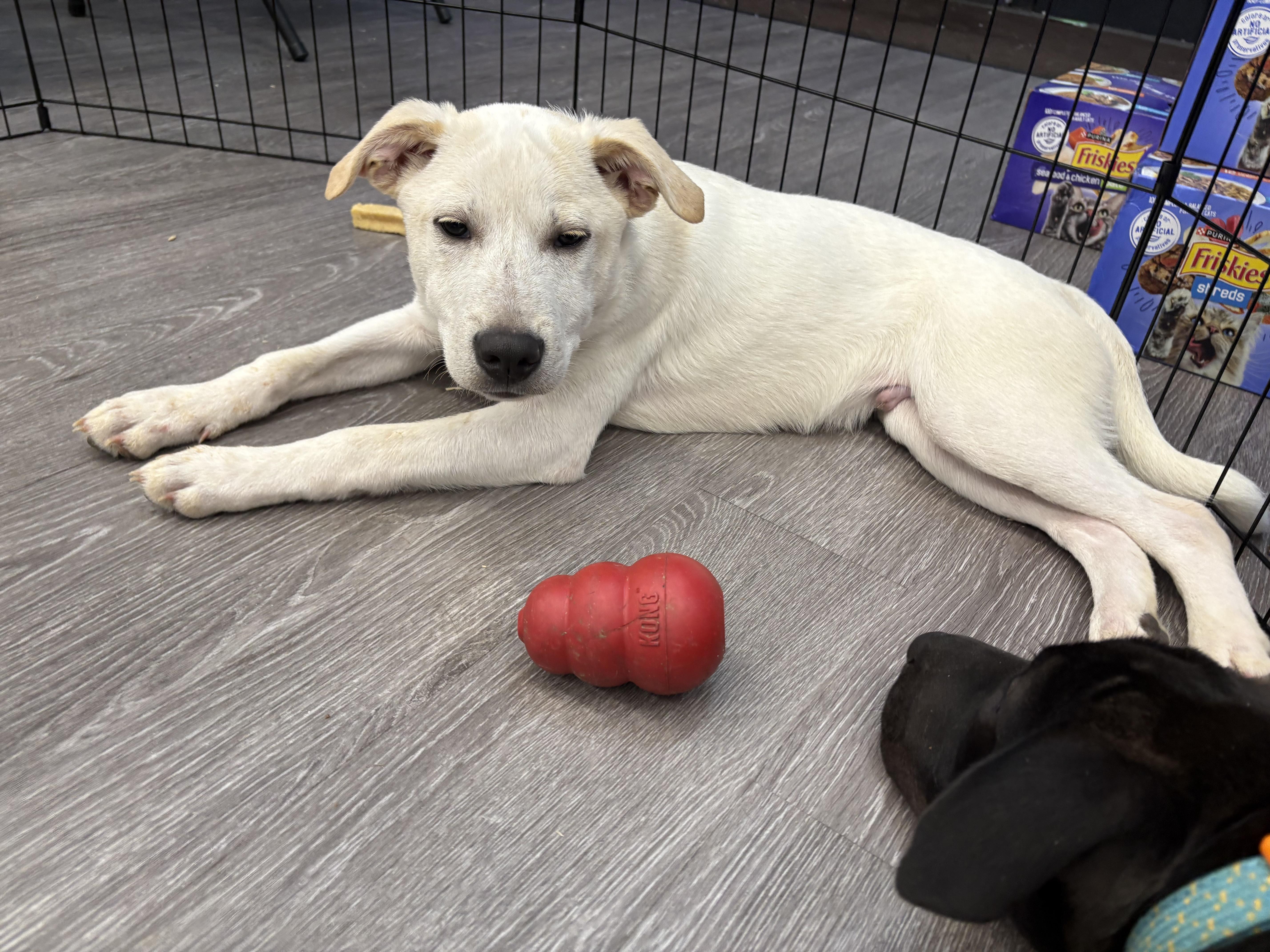 Enlarge Cotton Tail, a Adoptable mixed breed in Oak Ridge, TN image 3/4