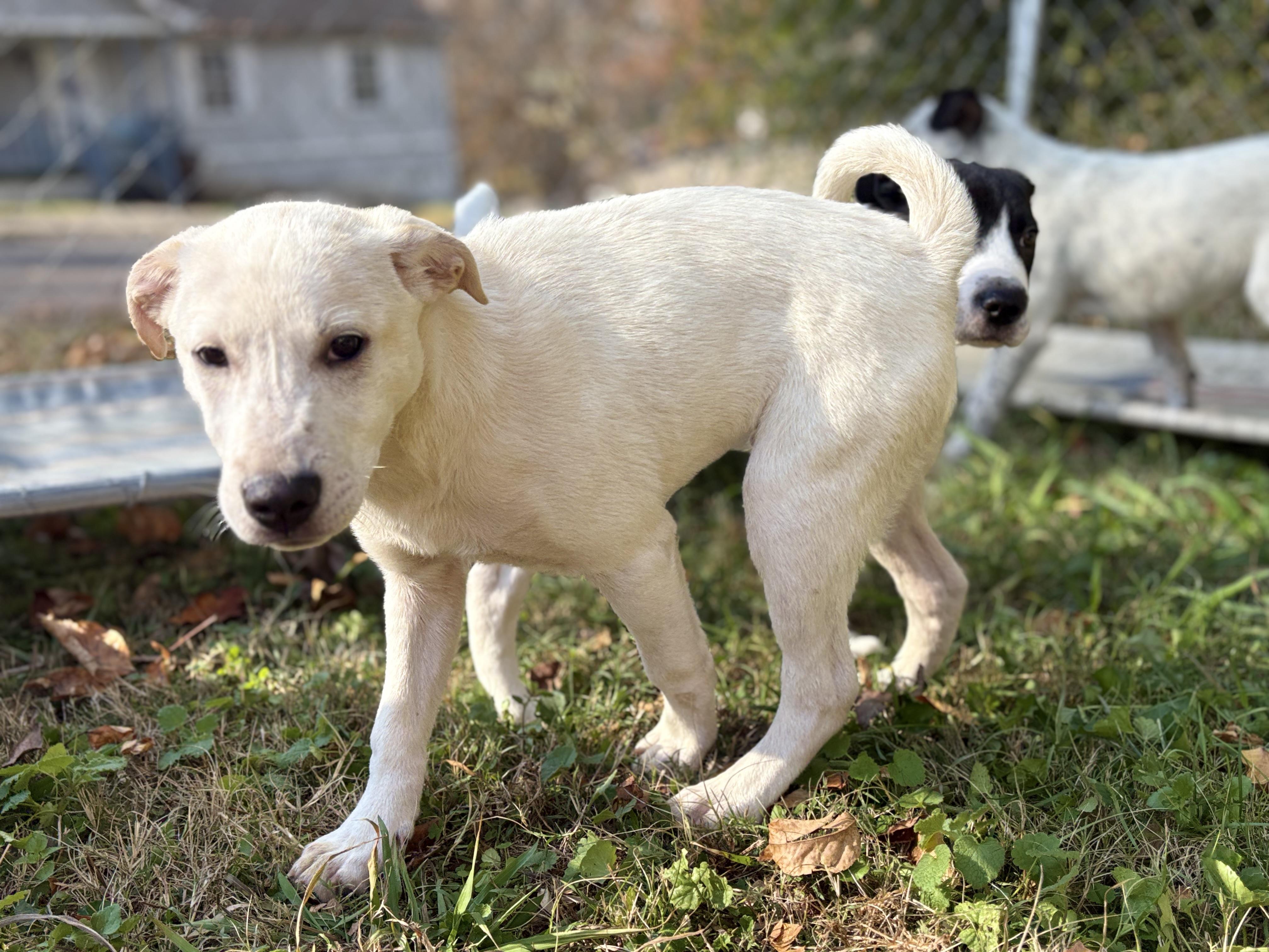 Enlarge Cotton Tail, a Adoptable mixed breed in Oak Ridge, TN image 4/4