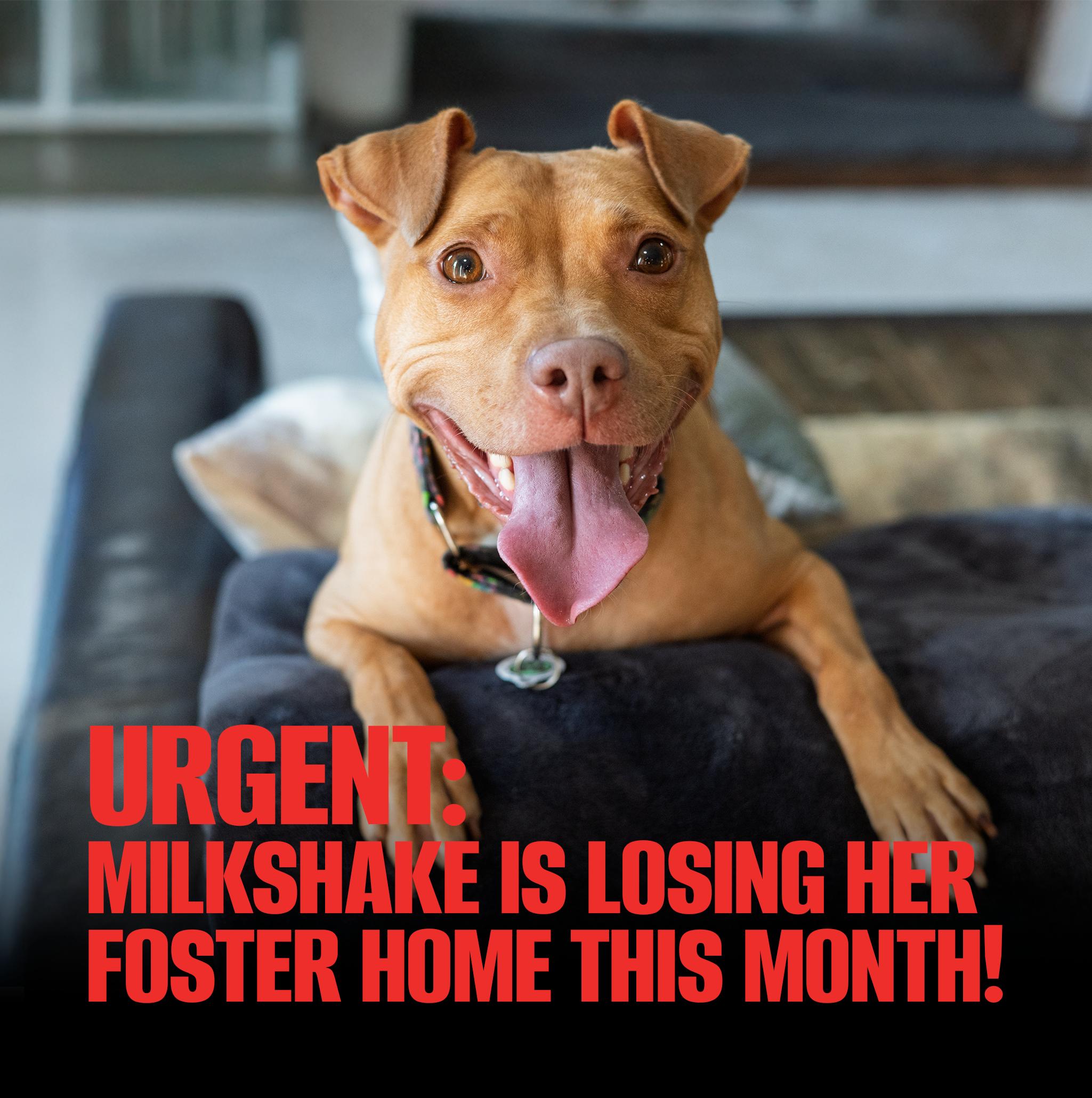 Milkshake, a Adoptable Pit Bull Terrier in Des Peres, MO image 1/5