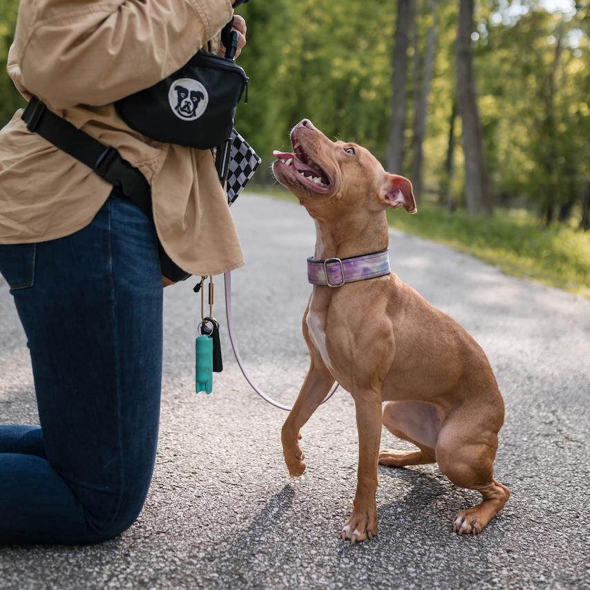 Milkshake, a Adoptable Pit Bull Terrier in Des Peres, MO image 2/5