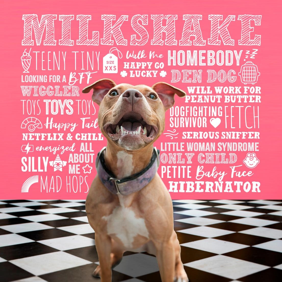 Milkshake, a Adoptable Pit Bull Terrier in Des Peres, MO image 3/5
