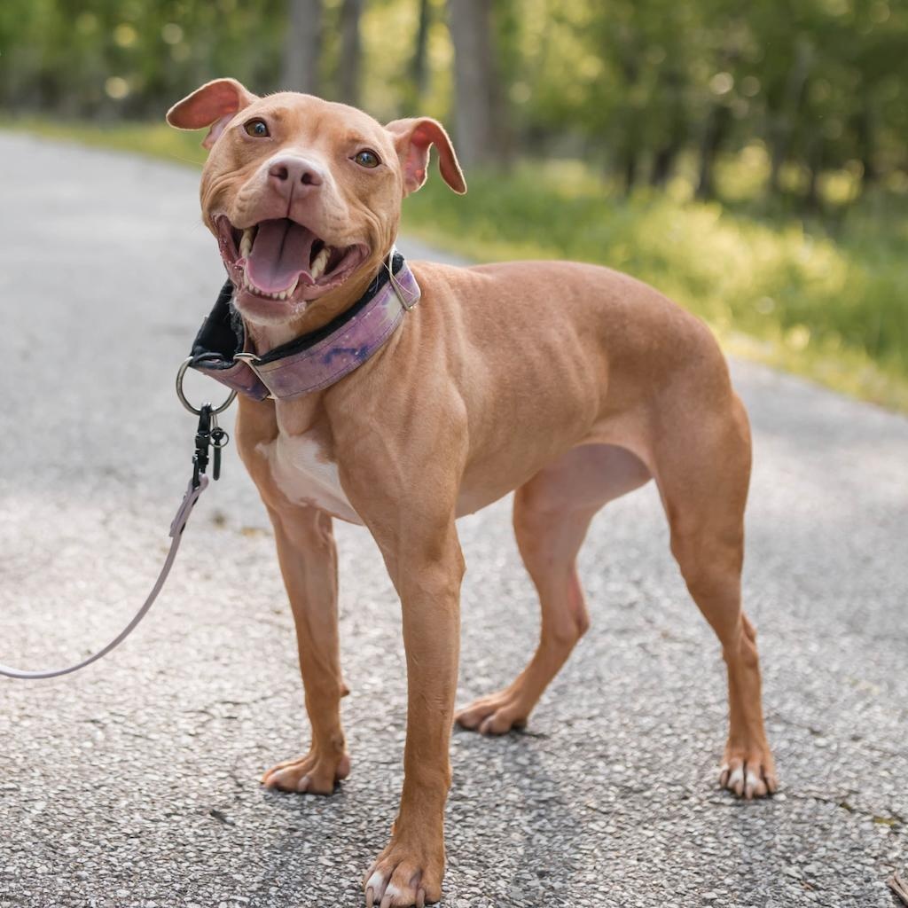 Milkshake, a Adoptable Pit Bull Terrier in Des Peres, MO image 4/5