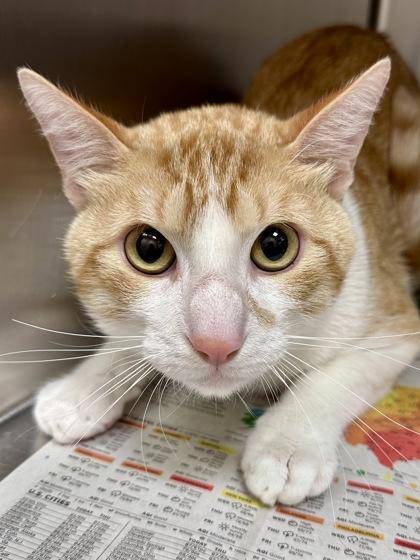 El Grande, Adoptable, Adult Male Domestic Short Hair.