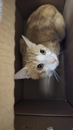 Enlarge El Grande, a Adoptable mixed breed in Wichita, KS image 2/2