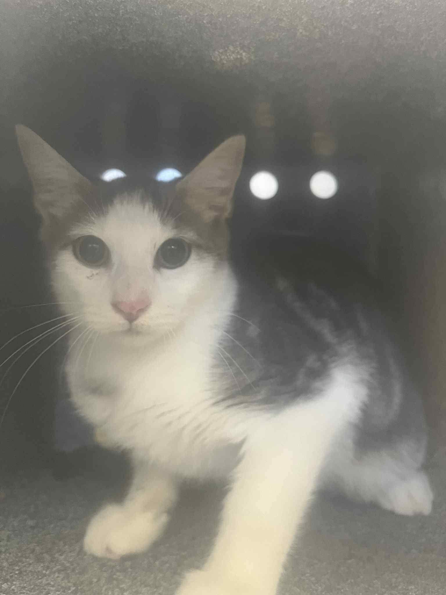 Leaf-Barn cat, an adoptable Domestic Short Hair in Lampasas, TX, 76550 | Photo Image 1