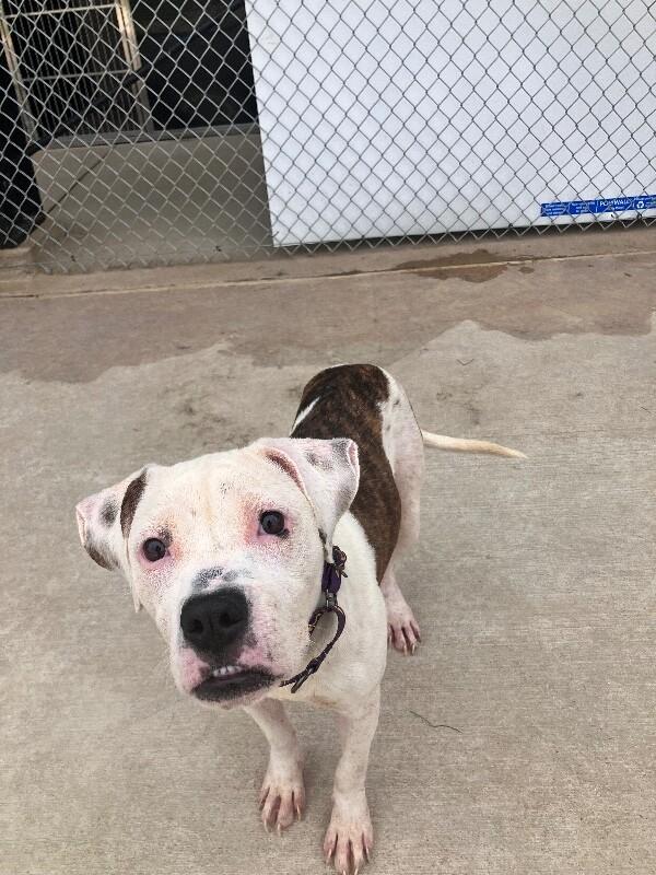 Priya, Adoptable, Young Female Pit Bull Terrier & Mixed Breed.