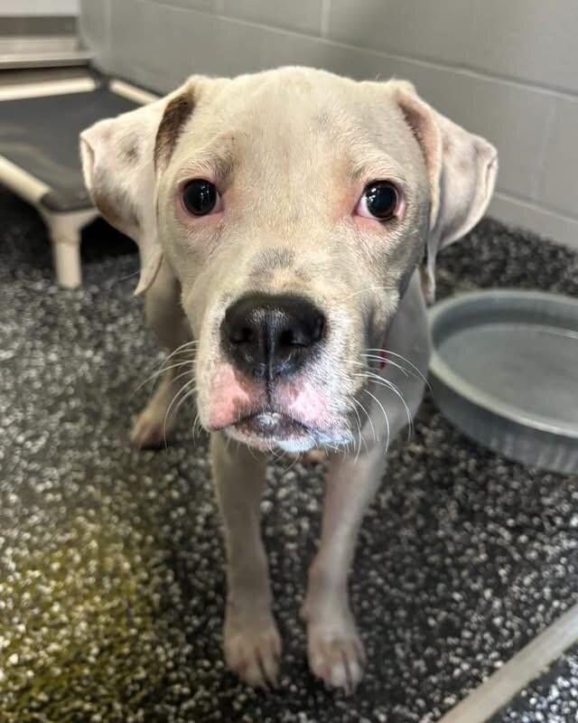 Enlarge Priya, a Adoptable mixed breed in Jackson, TN image 2/3