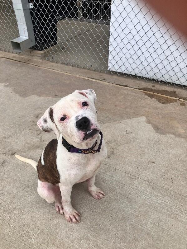Enlarge Priya, a Adoptable mixed breed in Jackson, TN image 3/3