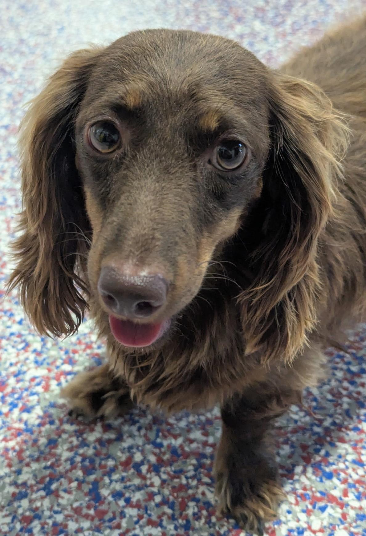 Chewy in NC, ADOPTABLE, Young Female Dachshund.