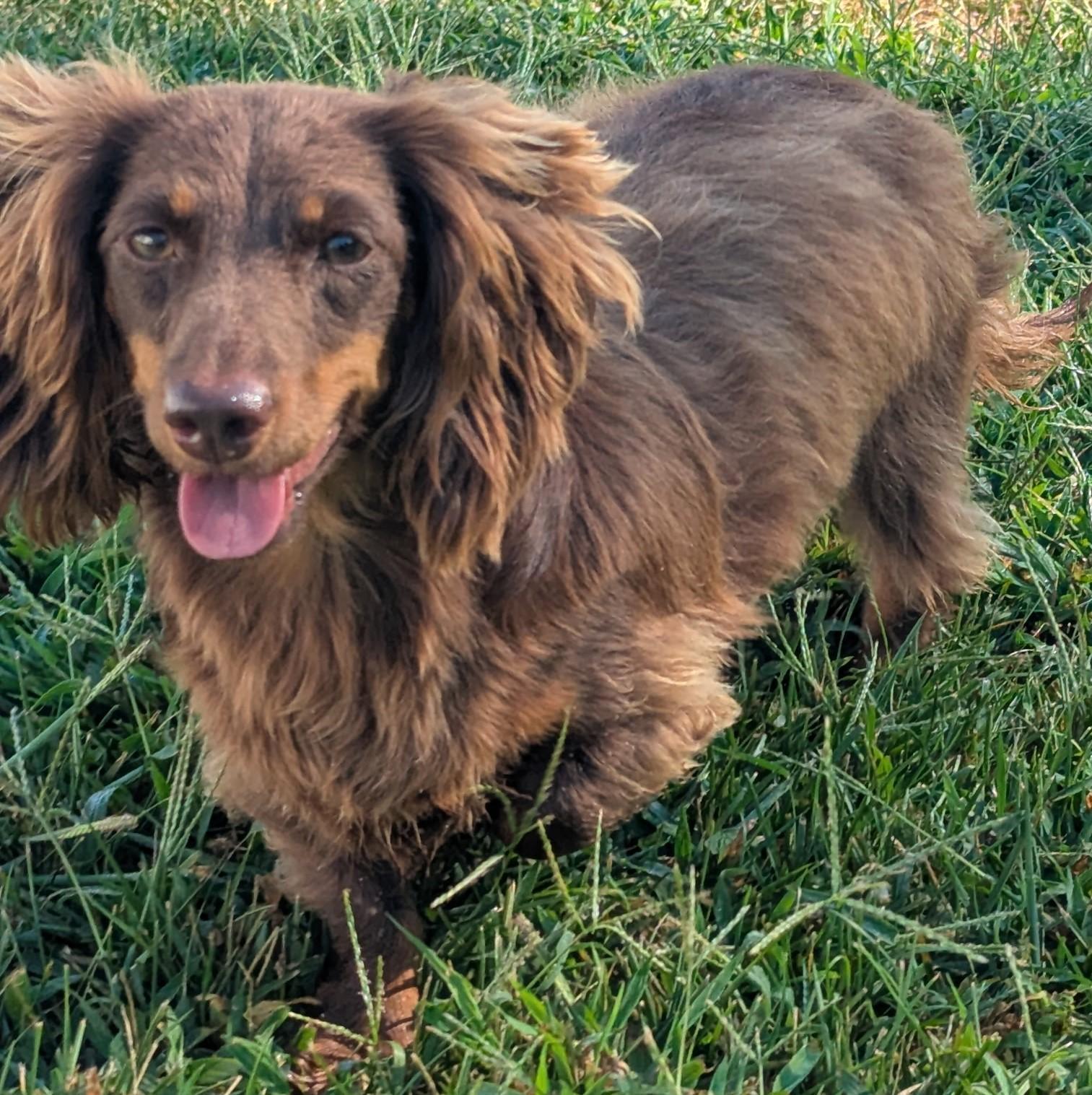 Enlarge Chewy in NC, a ADOPTABLE Dachshund in Benson, NC image 3/5